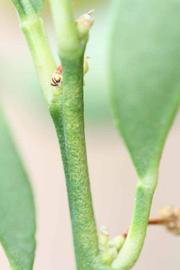            First year twig (Riverside, CA)   