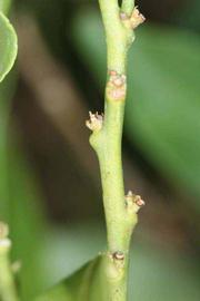            First year twig (Riverside, CA)   