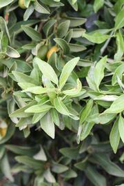              Sun leaves (Riverside, CA)       