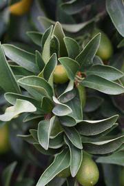              Sun leaves (Riverside, CA)       