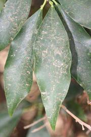              Unifoliolate leaf (Riverside, CA)       