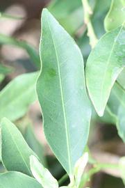              Unifoliolate leaf (Riverside, CA)       