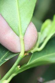              Petiole (Riverside, CA)       