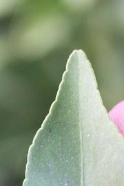              Margin (Riverside, CA)       