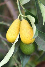            Fruit (Riverside, CA)   