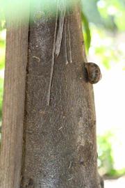            Bark (Riverside, CA)   