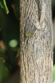              Second - third year twig (Riverside, CA)       