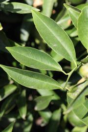              Sun leaves (Riverside, CA)       