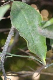              Unifoliolate leaf (Riverside, CA)       