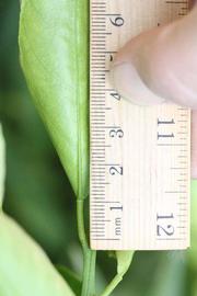              Unifoliolate leaf (Riverside, CA)       