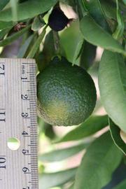            Immature fruit (Riverside, CA)   