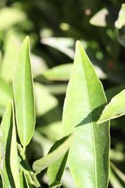              Margin (Riverside, CA)       