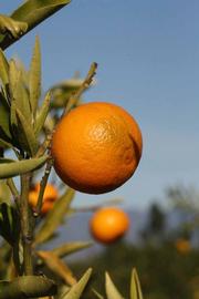              Fruit (Riverside, CA)       