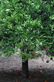            Habit (Riverside, CA)   