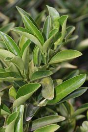              Sun leaves (Riverside, CA)       