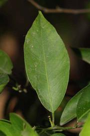              Unifoliolate leaf (Riverside, CA)       