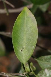              Unifoliolate leaf (Riverside, CA)       