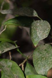              Shade leaves (Riverside, CA)       