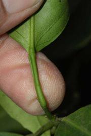              Petiole (Riverside, CA)       