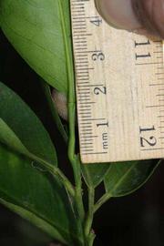              Unifoliolate leaf (Riverside, CA)       