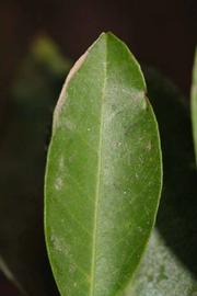              Margin (Riverside, CA)       