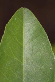              Margin (Riverside, CA)       