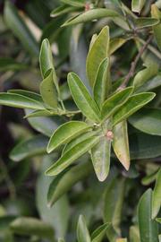              Sun leaves (Riverside, CA)       