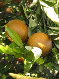              Fruit (Winter Haven, FL)       