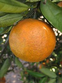              Fruit (Winter Haven, FL)       