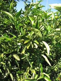              Sun leaves (Winter Haven, FL)       