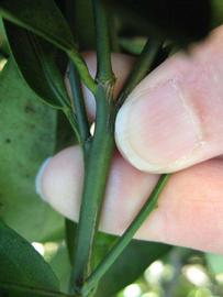              First year twig (Winter Haven, FL)       