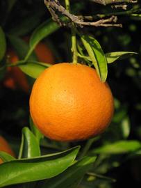            Fruit (Riverside, CA)   