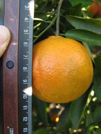              Fruit (Winter Haven, FL)       