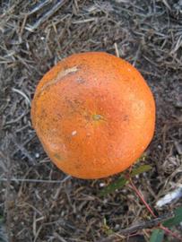              Fruit (Winter Haven, FL)       