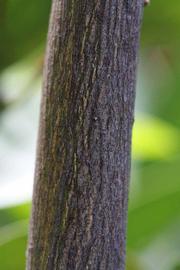              Second - third year twig (Riverside, CA)       