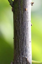              Second - third year twig (Riverside, CA)       