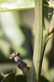            First year twig (Riverside, CA)   