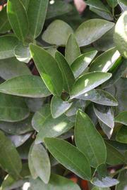              Sun leaves (Riverside, CA)       