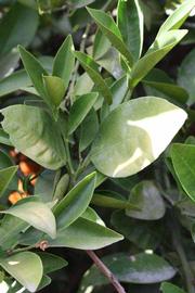              Sun leaves (Riverside, CA)       