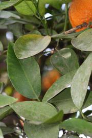              Shade leaves (Riverside, CA)       
