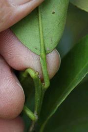              Petiole (Riverside, CA)       