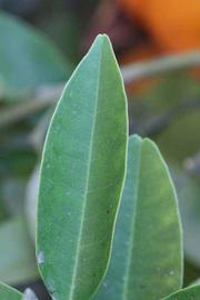              Margin (Riverside, CA)       