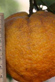            Fruit (Riverside, CA)   