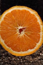              Fruit cross-section (Riverside, CA)       