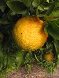              Fruit (Winter Haven, FL)       