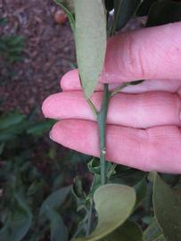              First year twig (Winter Haven, FL)       