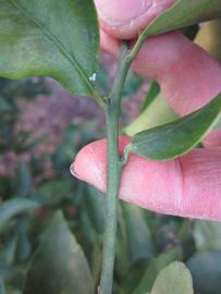              First year twig (Winter Haven, FL)       