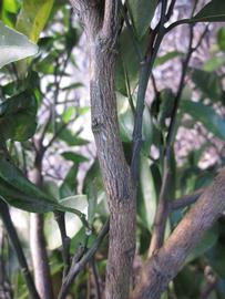              Second - third year twig (Winter Haven, FL)       