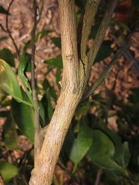              Second - third year twig (Winter Haven, FL)       