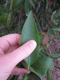              Unifoliolate leaf (Winter Haven, FL)       